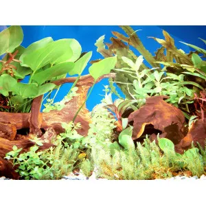 Αφίσα - Φόντο Ενυδρείου Διπλής 48.26cm E